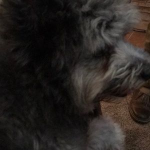 Meet your Posher, Clara